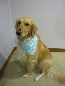 Bailey looking all sweet after a much needed grooming, yes...I made her pose.